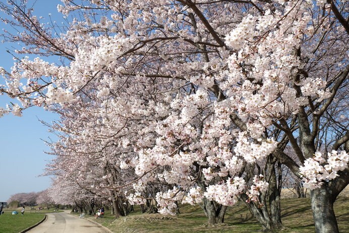 歴史ある桜の名所「宮川堤」