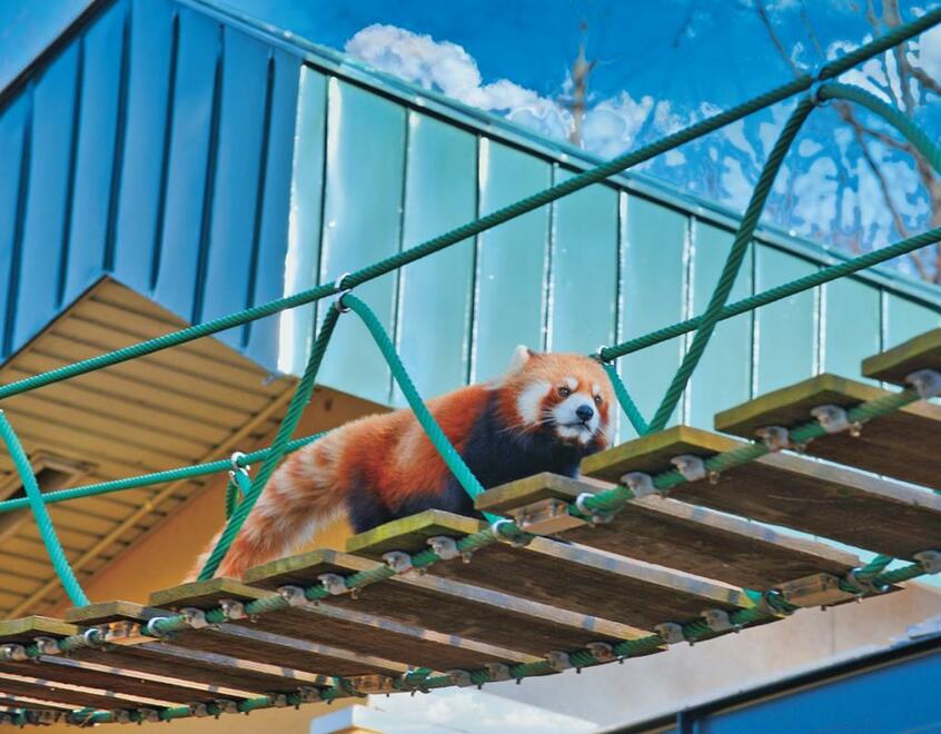 レッサーパンダのトコトコ歩きに癒されたい(photo グルーポ・ピコ)