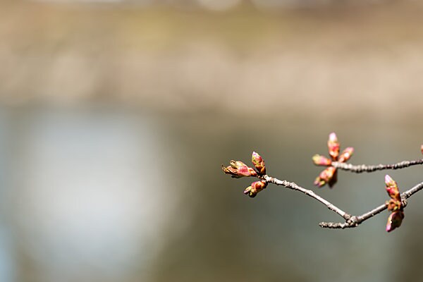 固い桜のつぼみがほころぶのも、もうすぐです！