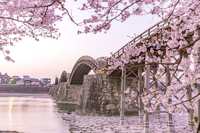 日本三名橋の一つ「錦帯橋」は、桜に彩られ華やかに