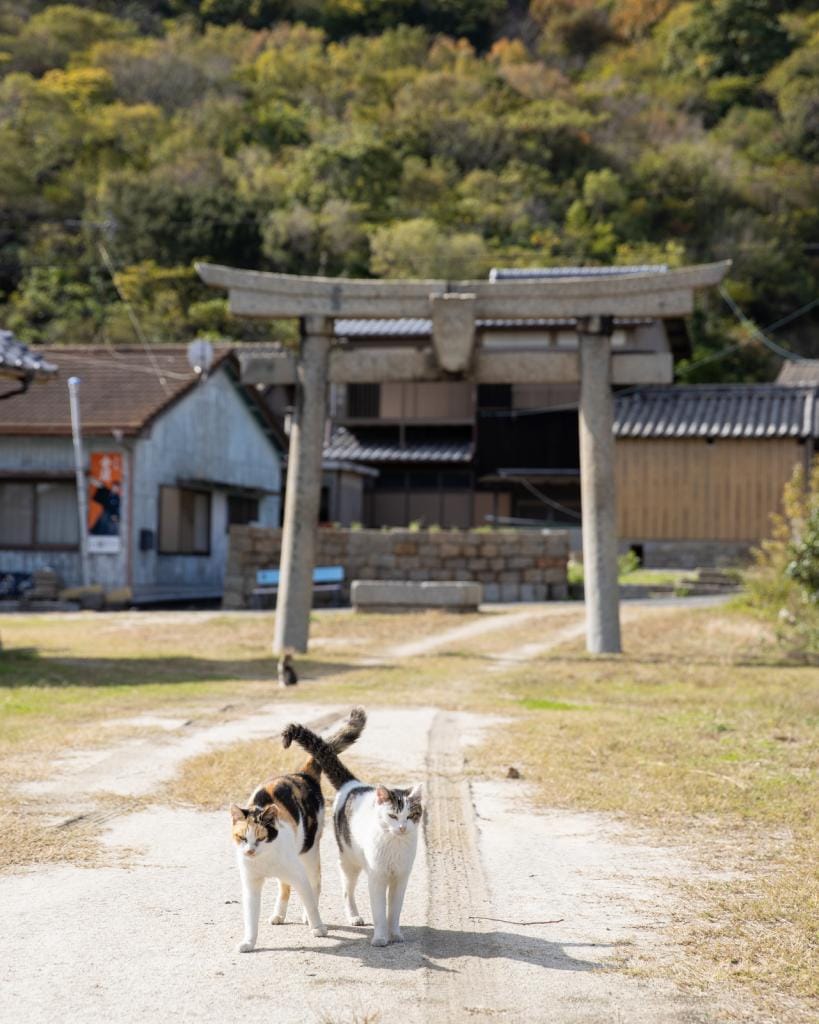 Ｃａｎｏｎ　ＥＯＳ－１Ｄ　Ｘ　Ｍａｒｋ　ＩＩＩ・ｆ４・１／２５０秒・ＩＳＯ２００（撮影／猫写真家・沖昌之）