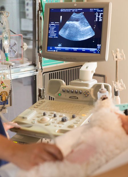 超音波検査（エコー）で犬の腹部の様子を診察する。夜間救急動物病院には人間の医療機関と同等の設備が揃う（撮影／写真部・加藤夏子）
<br />