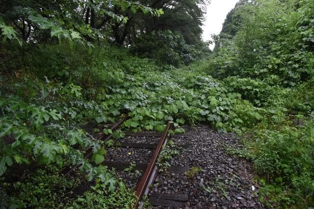 ジャングルのようになったJR肥薩本線の線路
