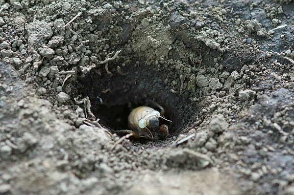 土の中へ潜っていくセミの幼虫