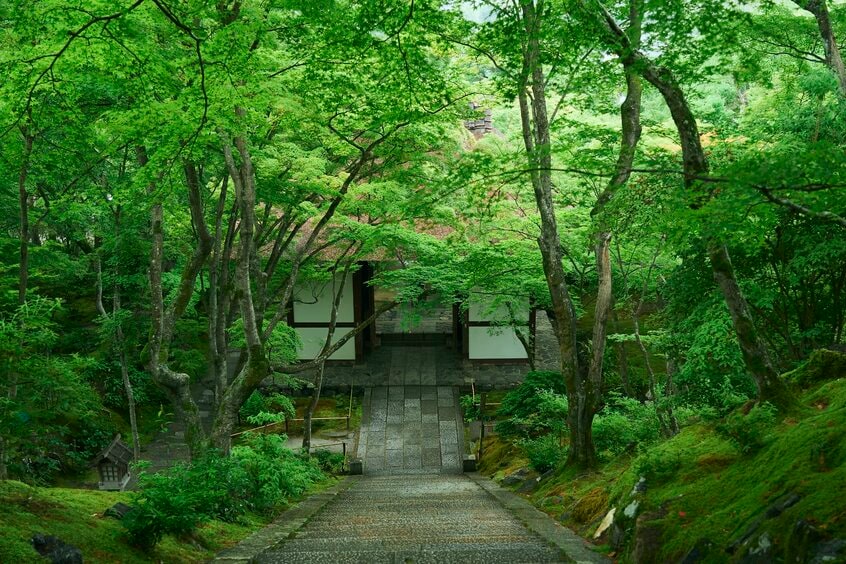 紅葉も人気だが、生き生きとした新緑に包まれるこの時期は特におすすめ。山寺のため晴れた日には京都市街を一望できる photo JR東海提供