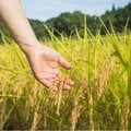 農家「猛暑で『白米』はさらに減る」 生産量が政府発表より「70万トン」少ないカラクリ 小泉進次郎は改革者かハリボテか