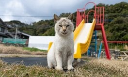 寝起きの猫がチラリ「えっへん、カッコよくキマってるでしょ?」【沖昌之】