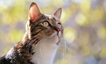 車に轢かれ瀕死の母ねこが娘ねこの鳴き声に反応 ねこが声を聞き分けているこれだけの証拠