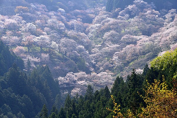 吉野の山桜