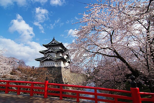 改修前の石垣・天守・桜を同時に楽しめるのは今春が最後。現在、100年ぶりに石垣の大改修を進めている弘前城