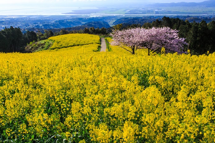 コスモスの名所として知られる「白木峰高原」ですが、春の菜の花も圧巻です！