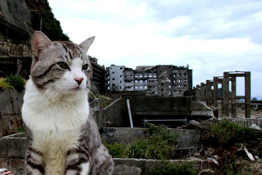 旅猫ニャン吉は軍艦島にも上陸（写真：飼い主の皆さま提供）