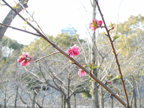 大阪城公園で咲き始めた桃の様子　撮影：木村司気象予報士
