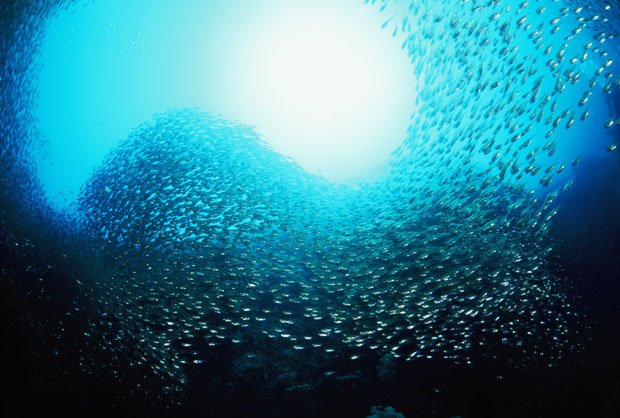 太陽を囲むように群舞する小魚・キンメモドキ。カツオ釣りのエサにも（和歌山）（撮影／伊藤勝敏）　＠＠写禁