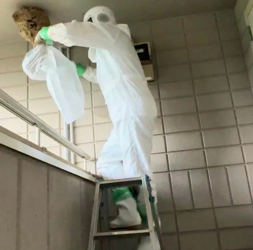 袋をかぶせてスズメバチの巣を撤去する＝ヨシダ消毒提供