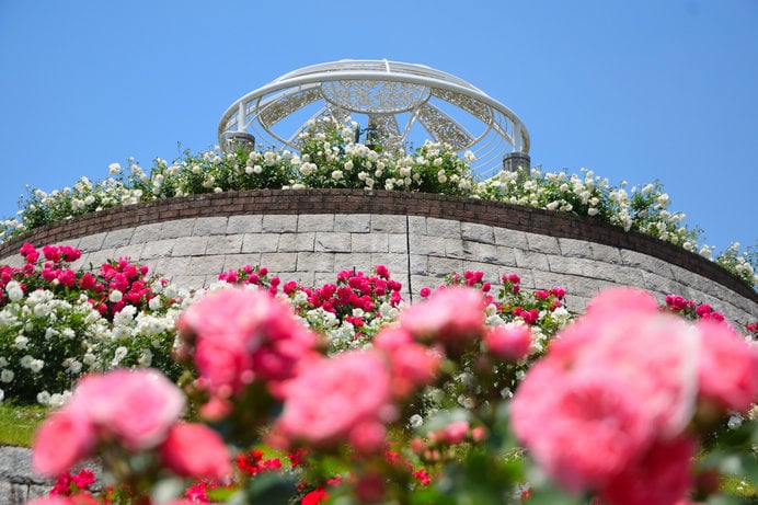 日本最大級！8ヘクタールの広大な敷地に約1500種3万5000株のバラが植えられた「かのやばら園」