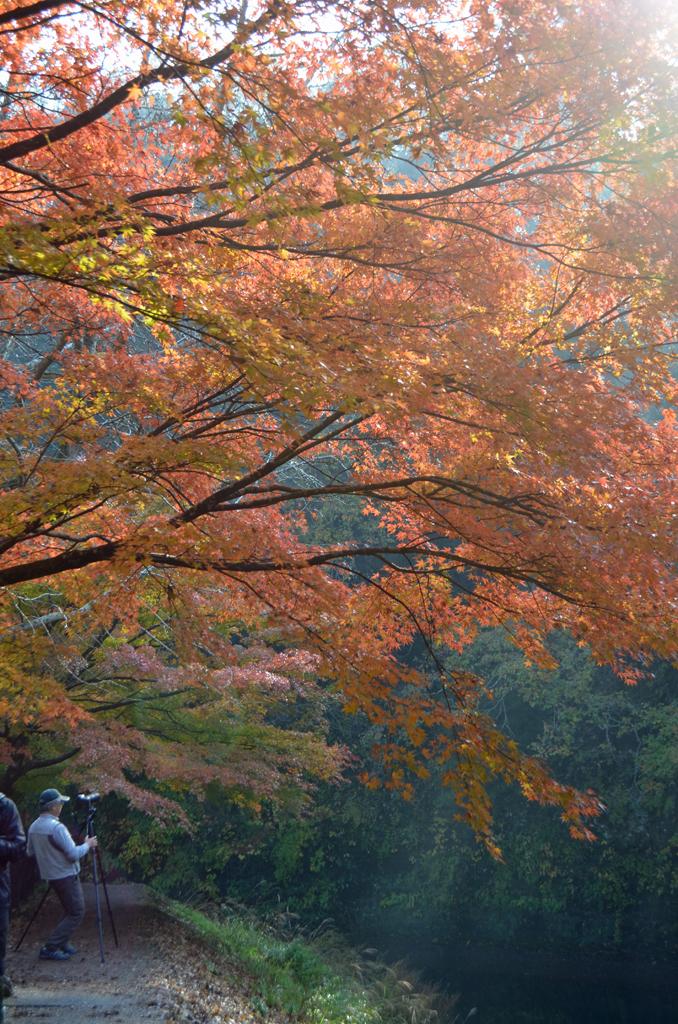 例年は11月後半からが見ごろとなる養老渓谷の粟又の滝自然遊歩道　(C)朝日新聞社