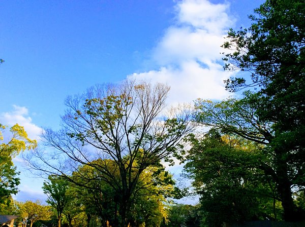 上野公園は新緑の季節