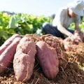 「有事」になれば、大都市では多くの餓死者も 政府の検討する時代錯誤な「食料増産命令」