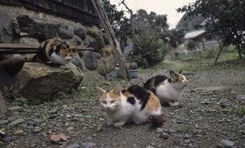 【岩合光昭】日光の三猿に対抗? 敦賀に実在する“三猫”