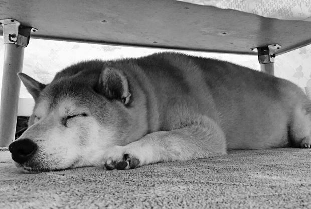 写真・図版(1枚目)| 第1304回 “ぽてぽて”としか歩けなかったのに…