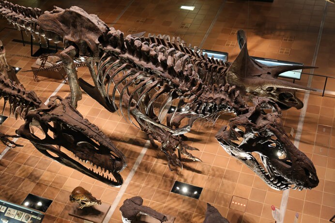 博物館といえば恐竜、化石、古文書……？　それはほんの一部なんです！