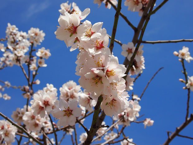 食用アーモンドの代表であるノンパレル種の花。３月中旬に咲く（東洋ナッツ食品提供）