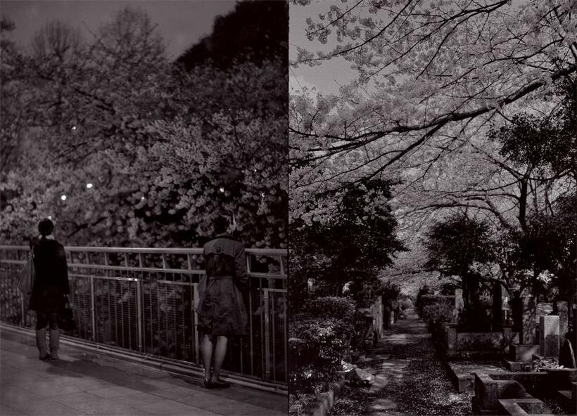 （写真右）桜の季節の墓地では先祖と花見をする人を見かけるようになる。そこに見かける人が、果たしてこの世の人か、あの世の霊か、わからなくなる。東京都港区■ニコンF3・Aiニッコール50ミリF1.4・トライX／（写真左）駅のプラットホームから見える桜は日常とかけ離れた光景のせいか、ふと、足を止めたくなる。東京・東京メトロ四ツ谷駅■ニコンF3・Aiニッコール50ミリF1.4・トライX