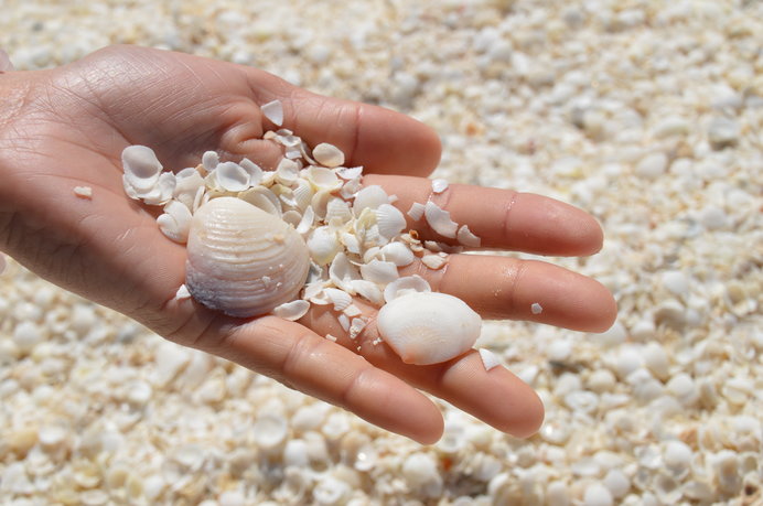 シェルビーチを覆いつくす無数の貝殻