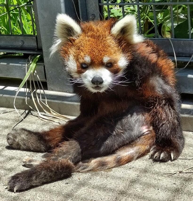 6月に撮影された風太くん（千葉市動物公園提供）