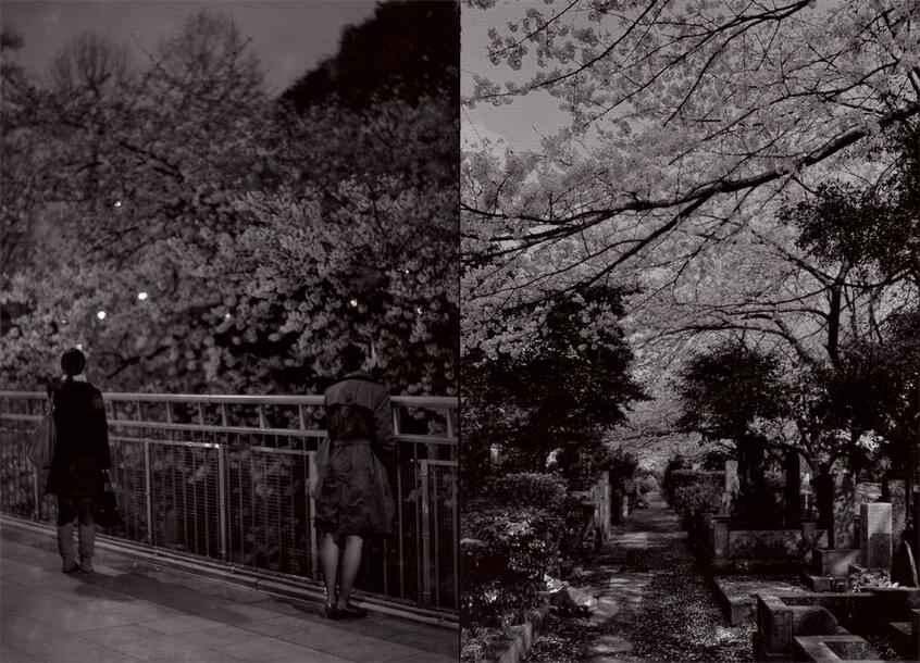 (写真右)桜の季節の墓地では先祖と花見をする人を見かけるようになる。そこに見かける人が、果たしてこの世の人か、あの世の霊か、わからなくなる。東京都港区■ニコンF3・Aiニッコール50ミリF1.4・トライX/(写真左)駅のプラットホームから見える桜は日常とかけ離れた光景のせいか、ふと、足を止めたくなる。東京・東京メトロ四ツ谷駅■ニコンF3・Aiニッコール50ミリF1.4・トライX