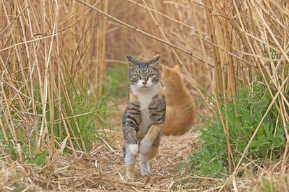 Ｃａｎｏｎ ＥＯＳ-１Ｄ Ｘ・ｆ／６．３・１／１６００秒・ＩＳＯ１０００（撮影／猫写真家・沖昌之）