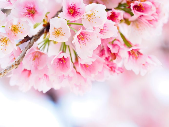 日本の春の花といえば、桜ですよね♪