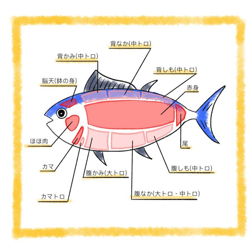 マグロの主な部位