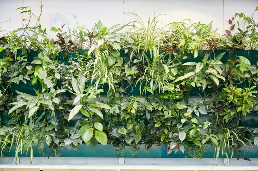 緑生い茂る壁を手間なく維持できるシステムなど、ショールーム兼オフィスには多様な室内緑化を展示
