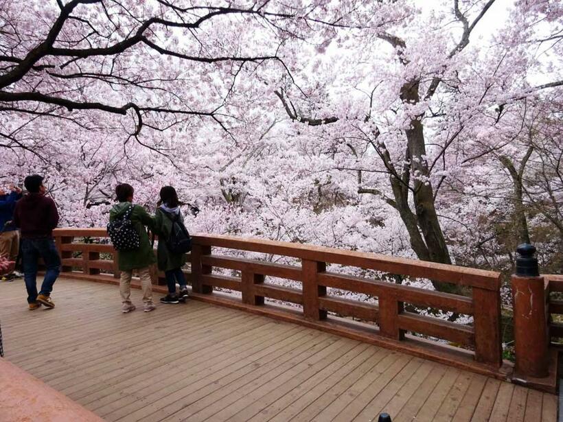 高遠城址・桜雲橋を覆う桜