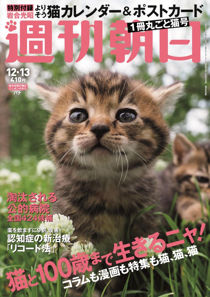 週刊朝日１２月１３日号　表紙は岩合光昭さん撮影・猫のハナ※アマゾンで予約受付中！