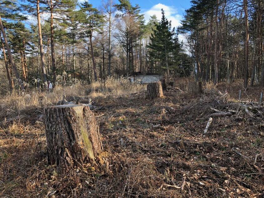 大木などが伐採された山梨県忍野村、富士箱根伊豆国立公園の一角