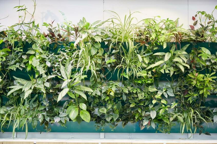 緑生い茂る壁を手間なく維持できるシステムなど、ショールーム兼オフィスには多様な室内緑化を展示