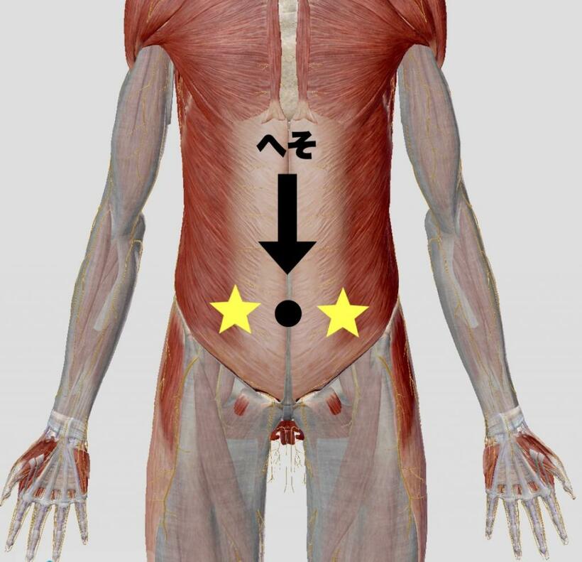 天枢（てんすう）：おへその中心から、指3本ほど横にスライドさせた位置にあるツボ(画像／Thanks for @visiblebody）