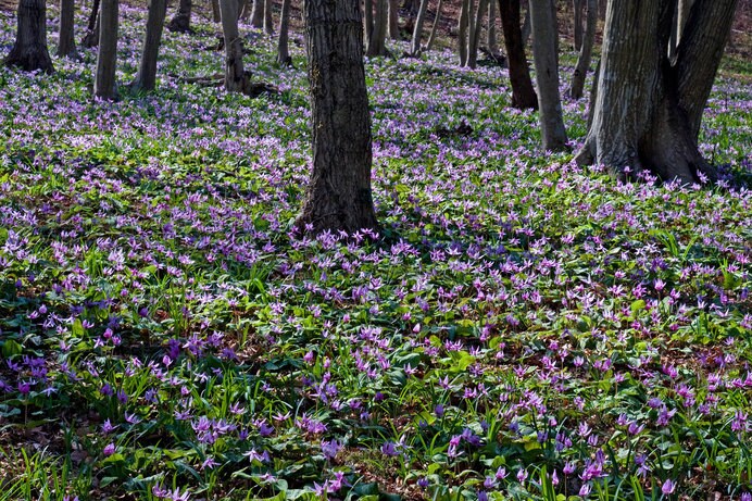 みかも山公園の斜面は、約8万株のカタクリの群生で紫色に染まる