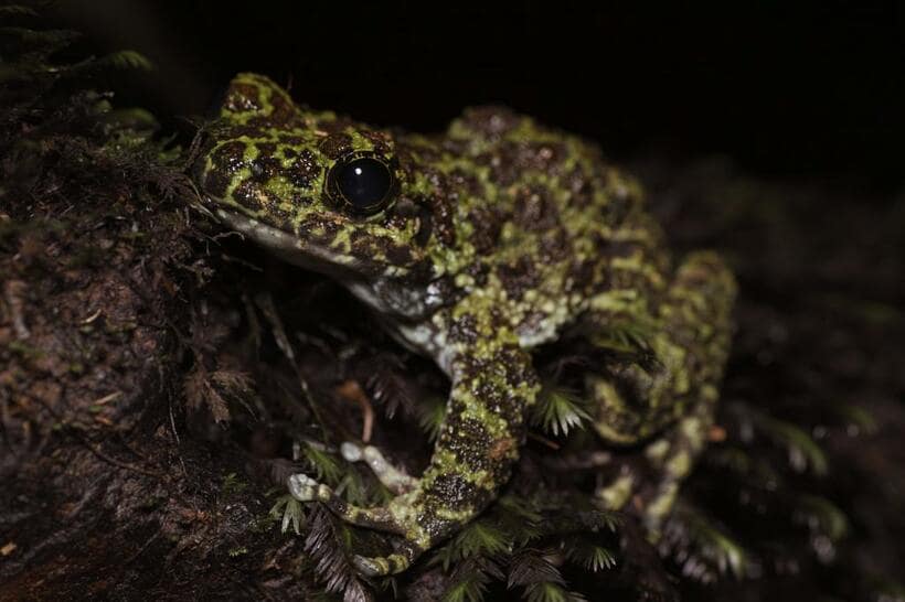 オキナワイシカワガエル。沖縄県指定天然記念物。大型で非常にカラフルに見えるが、周囲と同化して意外と見つけにくい。歩いていると、こけむした岩がいきなり跳びあがったかのように見え、ビックリすることもある。この子の「ひょう、ひょーう！」という鳴き声が沢に響き始めると、冬の到来を感じる（撮影：氏家聡）