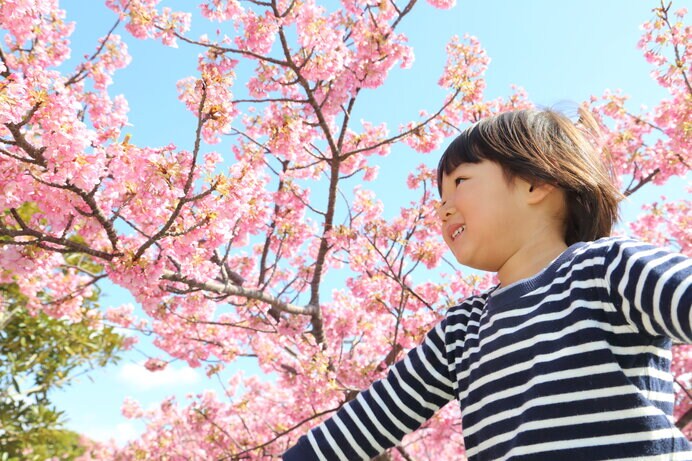 早咲きの桜を見られる関西の桜スポットをご紹介します