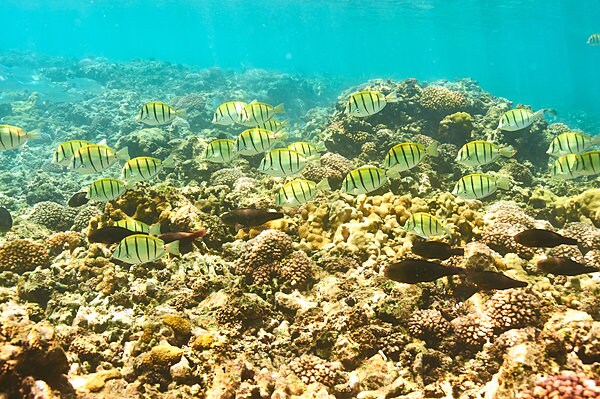 熱帯魚やサンゴ礁に会える！（写真はイメージ）
