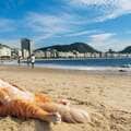 写真展「岩合光昭の世界ネコ歩き2」 新作写真を特別にお届け!!