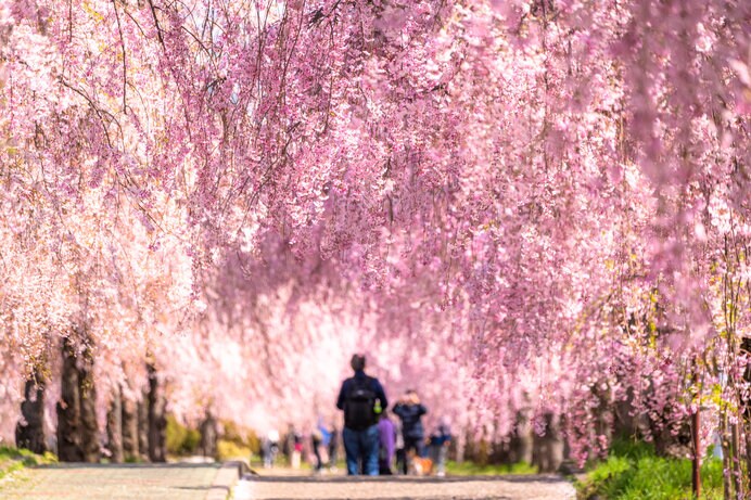 日中線しだれ桜並木（福島県）