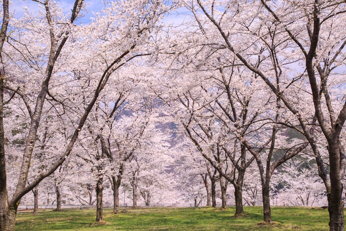 三千本の桜の木がある大西公園は車で約10分