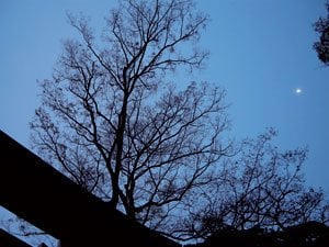 藤沢・江島神社の鳥居越しに立ち上るような樹木の枝ぶりに生命の息吹を感じてシャッターを切ったという。夕方6~7時ごろ、月も出てシルエットが美しい