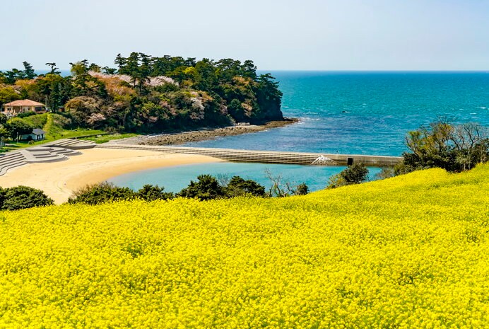 海からの風が菜の花の香りを優しく運んでくれる「長崎鼻リゾートキャンプ場」