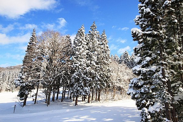 樹木もきれい！湯沢中里のスキー場